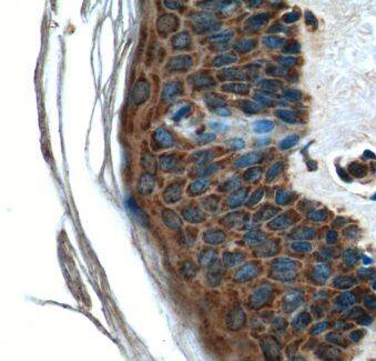 STG Antibody - BSA Free