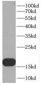 OARD1 Antibody - BSA Free