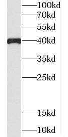 C5orf4 Antibody - BSA Free