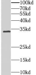 OSAP Antibody - BSA Free