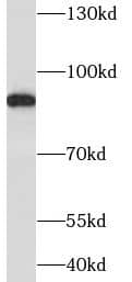NOA1 Antibody - BSA Free