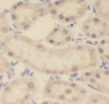 KANSL1L Antibody - BSA Free