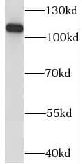 KANSL1L Antibody - BSA Free