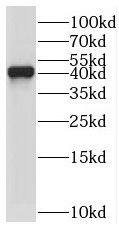 TYW5 Antibody - BSA Free