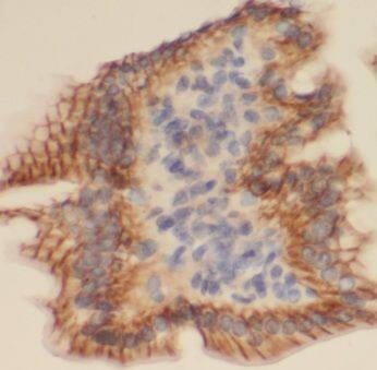 MAIP1 Antibody - BSA Free