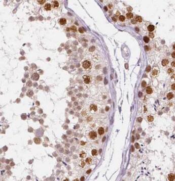 SYCE3 Antibody - BSA Free