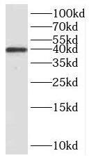 Replication Termination Factor 2 Antibody - BSA Free