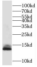 TMEM230 Antibody - BSA Free