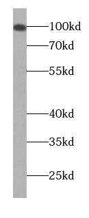 KIZUNA Antibody - BSA Free