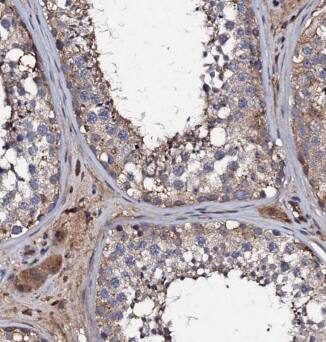 KIZUNA Antibody - BSA Free