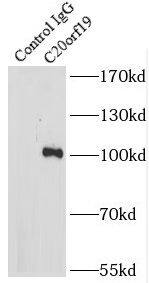 KIZUNA Antibody - BSA Free