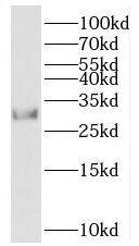 TWA1 Antibody - BSA Free