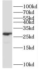 CHTOP Antibody - BSA Free