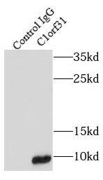 COA6 Antibody - BSA Free