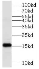 COA6 Antibody - BSA Free