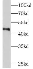 METTL18 Antibody - BSA Free