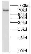 C19orf57 Antibody - BSA Free