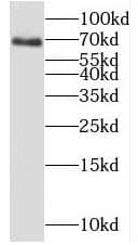 C19orf44 Antibody - BSA Free