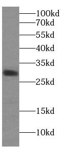 TPGS1 Antibody - BSA Free