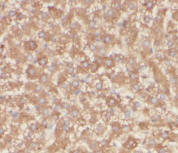 TIM21 Antibody - BSA Free