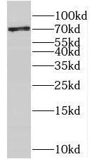 NCBP3 Antibody - BSA Free