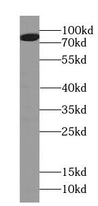 HID1 Antibody - BSA Free