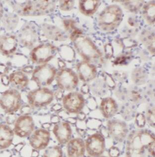 CTU2 Antibody - BSA Free
