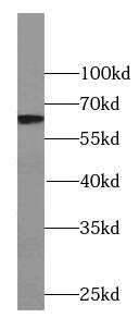CTU2 Antibody - BSA Free