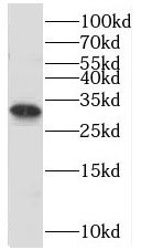 C16orf72 Antibody - BSA Free
