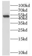 LIN10 Antibody - BSA Free
