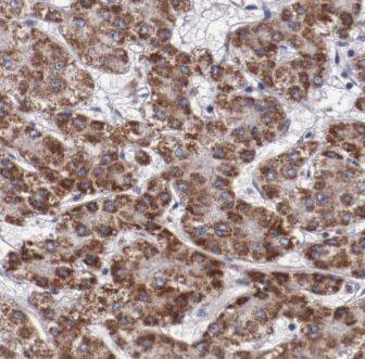 LIN10 Antibody - BSA Free