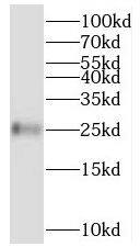 BMERB1 Antibody - BSA Free