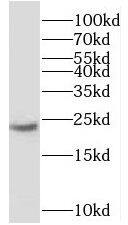 METTL26 Antibody - BSA Free