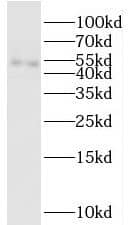 C14orf39 Antibody - BSA Free