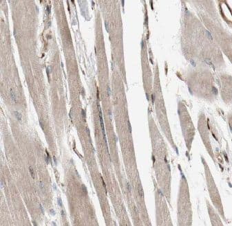 C14orf39 Antibody - BSA Free