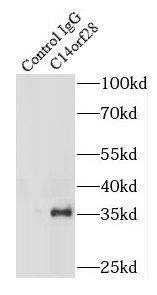 C14orf28 Antibody - BSA Free