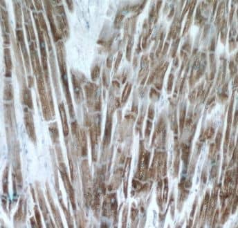 MP68 Antibody - BSA Free
