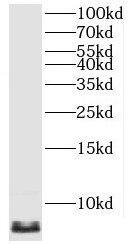 MP68 Antibody - BSA Free