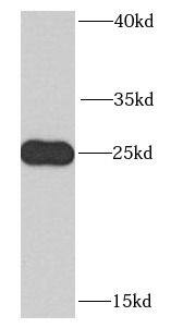 CLE7 homolog Antibody - BSA Free