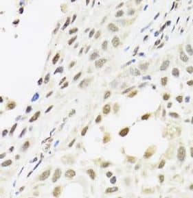 CLE7 homolog Antibody - BSA Free