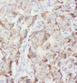 MZT1 Antibody - BSA Free