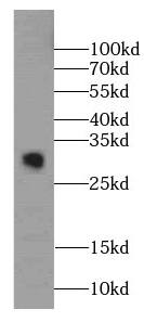PGL2 Antibody - BSA Free