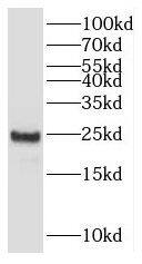 IFTAP Antibody - BSA Free