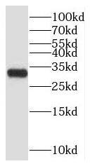 CFAP300 Antibody - BSA Free