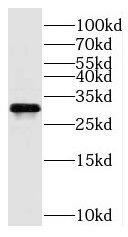 C11orf54 Antibody - BSA Free