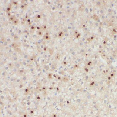 C11orf54 Antibody - BSA Free