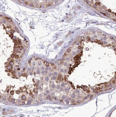 spatial Antibody - BSA Free