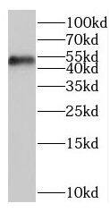 BZW1 Antibody - BSA Free