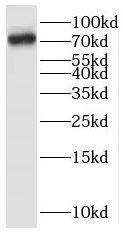 BUD13 Antibody - BSA Free