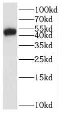CD277/BTN3A1 Antibody - BSA Free